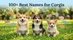 Names for Corgis